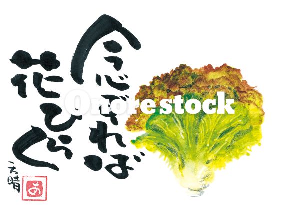 レタス　念ずれば花ひらく　天晴